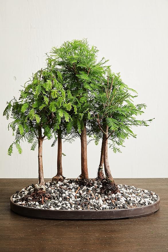 Bonsai Soil by The Bonsai Supply – 20qts. Professional Bonsai Soil Mix | Ready to use| Great for All Bonsai Tree Varieties.