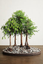 Bonsai Soil All Purpose Mix | Fast Draining Pre Blend (2 Quart Bag) Plant | Pumice, Lava, Calcined Clay and Pine Bark ● Potting Pre Mixed Bonsai Plant Soil Mixture By The Bonsai Supply