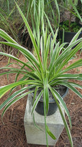 Spider Plant - Chlorophytum Comosum - Bare Rooted - 4"-6" Tall