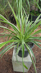 Spider Plant - Chlorophytum Comosum - Bare Rooted - 4"-6" Tall