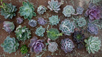 Espoma Organic Cactus Potting Soil Mix, Natural & Organic Soil for Cactus, Succulent, Palm, and Citrus Grown in containers Both Indoors and Outdoors, 4 qt, Pack of 1