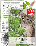 Seed Needs Catnip Seeds for Planting Nepeta cataria - Non-GMO Heirloom & Untreated Herb Seed to Plant & Grow an Outdoor Home Grown Garden (1 Pack)