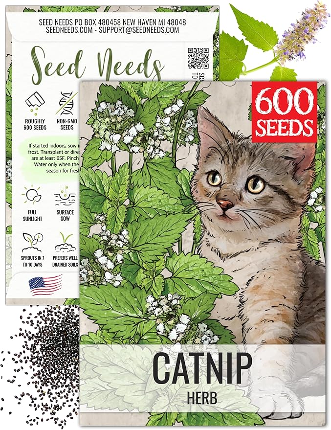 Seed Needs Catnip Seeds for Planting Nepeta cataria - Non-GMO Heirloom & Untreated Herb Seed to Plant & Grow an Outdoor Home Grown Garden (1 Pack)