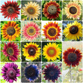 Groundio Sunflower Seeds for Planting, 15+ Varieties, 1 Oz, 300+ Mixed Seeds to Plant Colored Sunflower for Outdoors, Garden, Attracts Pollinators
