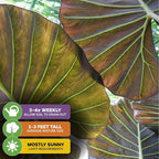 Regal Shields Elephant Ear Live Tropical Plant - Alocasia Variety - Starter Plants by Wellspring Gardens - Lush Indoor Houseplants for Home or Office Decor - Vibrant Living Room Plants