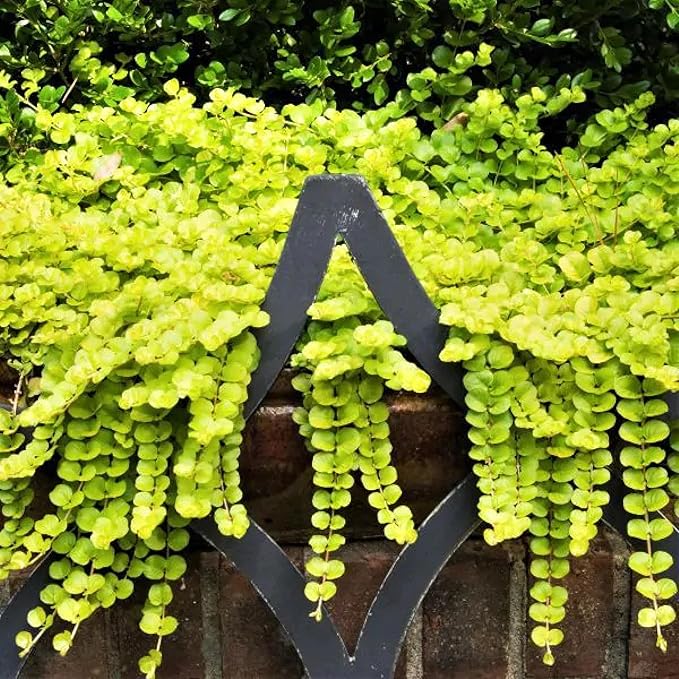 Chalily Creeping Jenny 'Golden', a Great Live Pond Plant for Your Water Garden. Filters koi and Goldfish Ponds. Good for Bogs, Plant Shelf or Shallow Water This marginal Aquatic is a Real Beauty