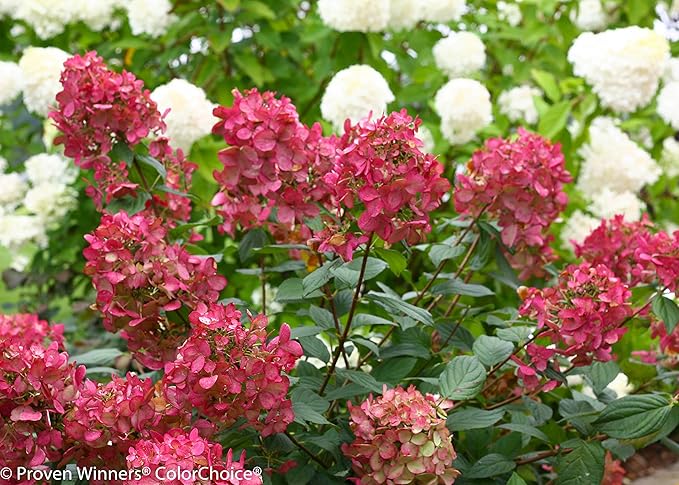 Proven Winners - Hydrangea pan. Fire Light (Panicle Hydrangea) Shrub, white & red flowers, #3 - Size Container