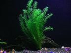 10 Species Live Aquarium Plants Package - Microsorum Java Fern, Swords, Vallisneria and More!