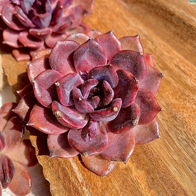 Live Succulent Plant – Echeveria Black Mamba with Mini Gardening Tools – Small Easy Care Houseplant for Indoor & Outdoor, Complete Plant Care Kit