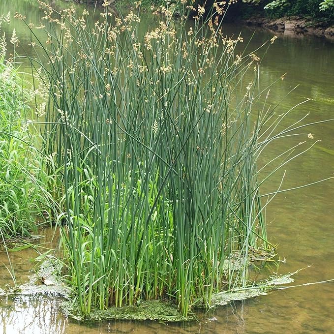 Chalily Giant Bulrush, a Great Live Pond Plant for Your Water Garden. Filters koi and Goldfish Ponds. Good for Bogs, Plant Shelf or Shallow Water This marginal Aquatic is a Real Beauty