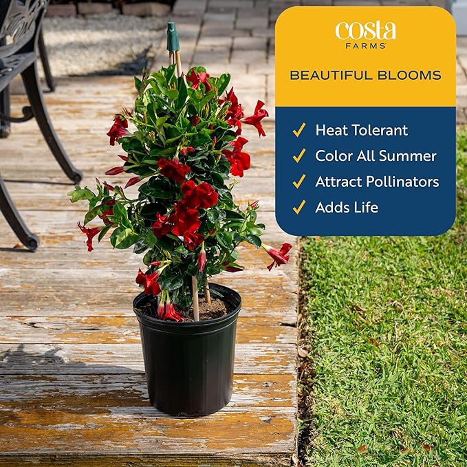 Costa Farms Mandevilla Teepee Live Plant - 30" Tall Flowering Vine Houseplant - Indoor, Outdoor Garden or Patio Plant Home Decor - Grower's Choice Blooms