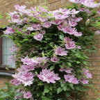 Clematis Flower Seeds, 50 Mixed Clematis Seed, Bloom Climbing, Perennial Flower Plants, Non-GMO Heirloom Flower Seeds for Garden Home