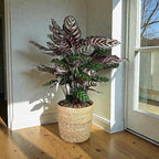 Calathea Makoyana – 10 Inches Grower Pot – Peacock Plant – Live Air Purifying Indoor Plant with Patterned Green Leaves, Easy Care Tropical Home Décor