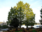 Dawn Redwood | Small Tree Seedling | The Jonsteen Company