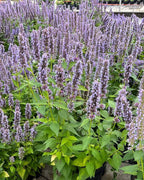 Perennial Farm Marketplace Agastache x 'Blue Fortune' (Mexican Hyssop) Perennial, Size-#1 Container, Violet Flowers
