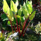 Red Stem Canna a Great Live Pond Plant for Your Water Garden. Filters koi and Goldfish Ponds. Good for Bogs, Plant Shelf or Shallow Water This marginal Aquatic is a Real Beauty