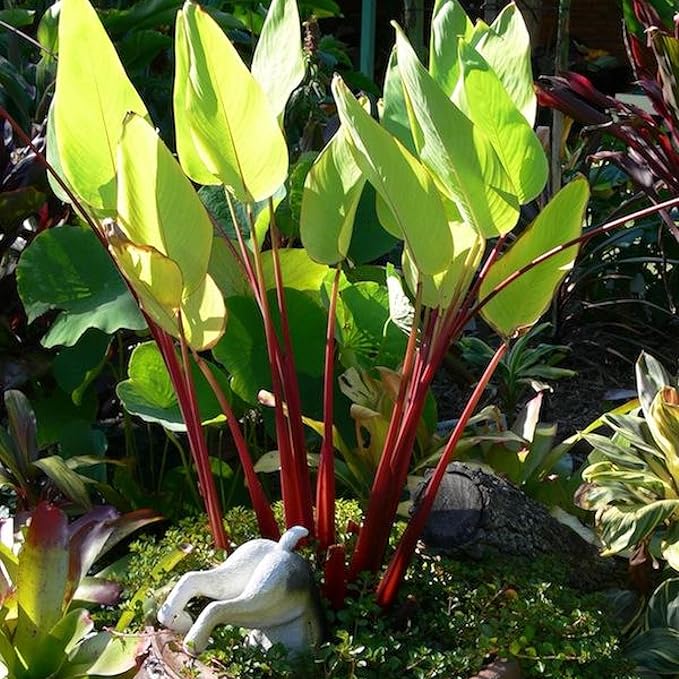 Red Stem Canna a Great Live Pond Plant for Your Water Garden. Filters koi and Goldfish Ponds. Good for Bogs, Plant Shelf or Shallow Water This marginal Aquatic is a Real Beauty