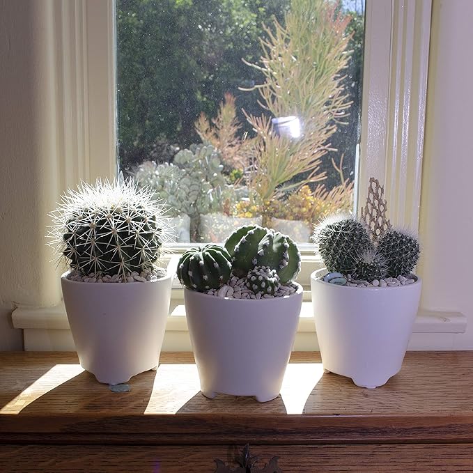 Assorted Cactus Collection 2.5" 12 pack