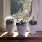 Assorted Cactus Collection 2.5" 12 pack