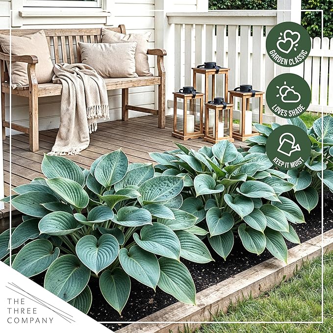 Live Perennial Hosta - Abiqua Drinking Guord (3 Plants Per Pack) Beautiful Accent Plant, 10" Tall by 4" Wide in 1 Qt Pot