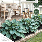 Live Perennial Hosta - Abiqua Drinking Guord (3 Plants Per Pack) Beautiful Accent Plant, 10" Tall by 4" Wide in 1 Qt Pot