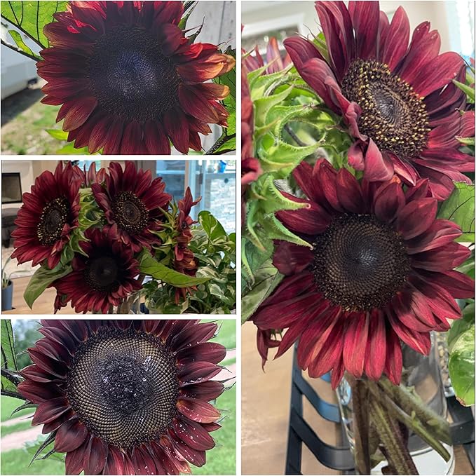 Seed Needs Procut Red Sunflower Seeds for Planting Burgundy Sunflowers - F1 Hybrid Flowers Great for Cutting in Bouquets & Floral Arrangements (5 Packs)