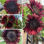 Seed Needs Procut Red Sunflower Seeds for Planting Burgundy Sunflowers - F1 Hybrid Flowers Great for Cutting in Bouquets & Floral Arrangements (1 Pack)