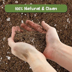 Soil Sunrise Avocado Tree Potting Soil Mix (12 Quarts) for Germinating, Growing and Repotting Avocado Plants