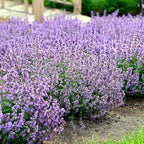 Nepeta ‘Cat’s Pajamas’, Catmint Live Plant, Proven Winners, Fragrant, Potted Perennial that is Ready for Planting, not Seeds, Container Size: 4.5"