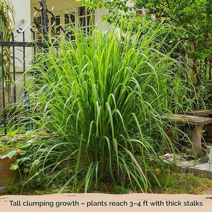 KVITER 800 Lemongrass Seeds (Cymbopogon citratus) - Lemon Grass Seed, Aromatic Culinary Herbs, Organic & Non GMO - Heirloom Herb Seeds for Outdoor, Indoor Garden & Containers