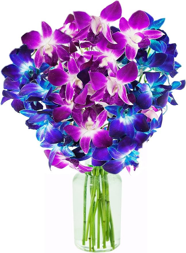 KaBloom - Exotic Orchid Bouquet of 5 Blue Dendrobium Orchids & 5 Purple Dendrobium Orchids - Fresh Flowers for Birthday, Valentine's & Mother's Day