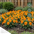 Live Healthy Flowering Pansies - Orange (4 Plants Per Pack), Beautiful Winter Color, 6" Tall by 4" Wide in 1 Pint Square Pot