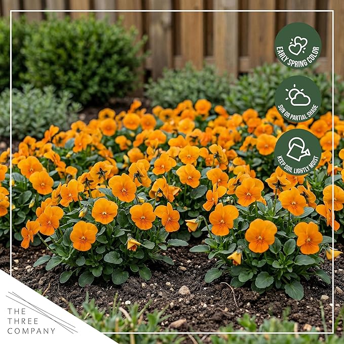 Live Healthy Flowering Pansies - Orange (4 Plants Per Pack), Beautiful Winter Color, 6" Tall by 4" Wide in 1 Pint Square Pot