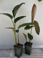 Heliconia Rostrata 'Hanging Lobster Claw/Bird of Paradise' Live Plant Growing Rhizome Tropical Plant