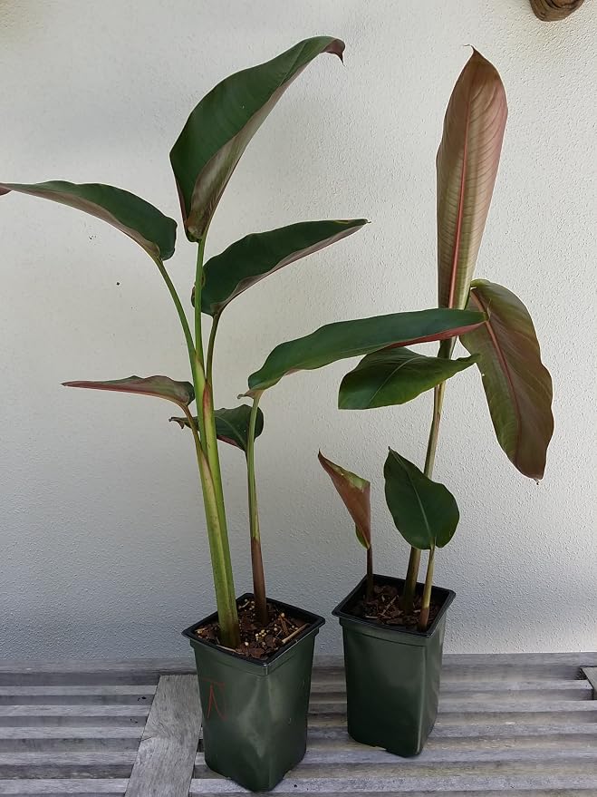 'Hanging Lobster Claw' Heliconia Rostrata Live Plant Bird of Paradise Tropical Plant
