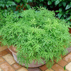 Bonnie Plants Citronella, Live Plant, 2.32 qt. 2-Pack