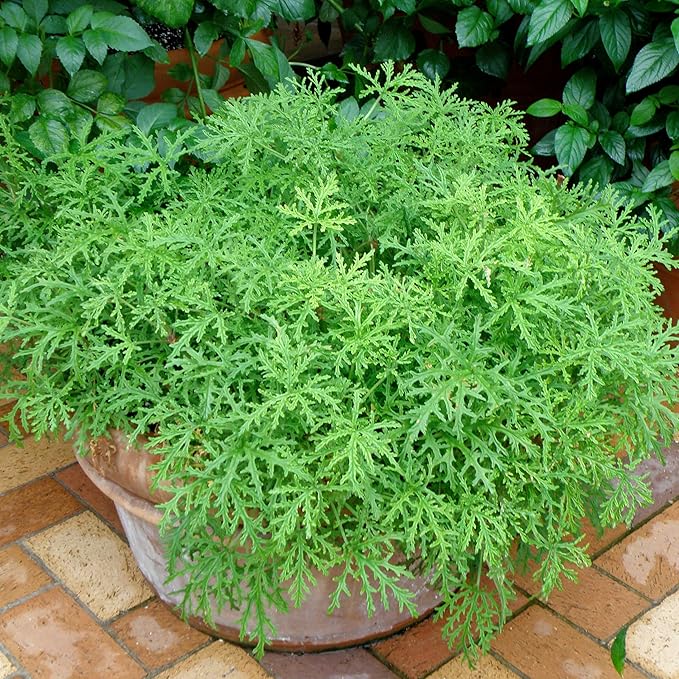 Bonnie Plants Citronella, Live Plant, 2.32 qt. 2-Pack
