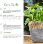 American Plant Exchange Golden Pothos – 6-Inch Pot – Live Easy Care Vining Houseplant, Air Purifying Indoor Plant for Home, Office, or Garden Decor