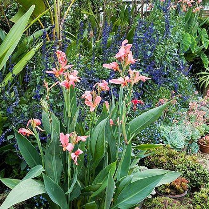 Chalily Canna 'Pink Erebus', a Great Live Pond Plant for Your Water Garden. Filters koi and Goldfish Ponds. Good for Bogs, Plant Shelf or Shallow Water This marginal Aquatic is a Real Beauty