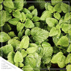 Live Aromatic and Edible Herbs - Assorted Varieties (4 Per Pack) - Lemon Verbena, Eucalyptus, Mint, Lavender - 6" Tall by 3" Wide in 1 Pint Pot