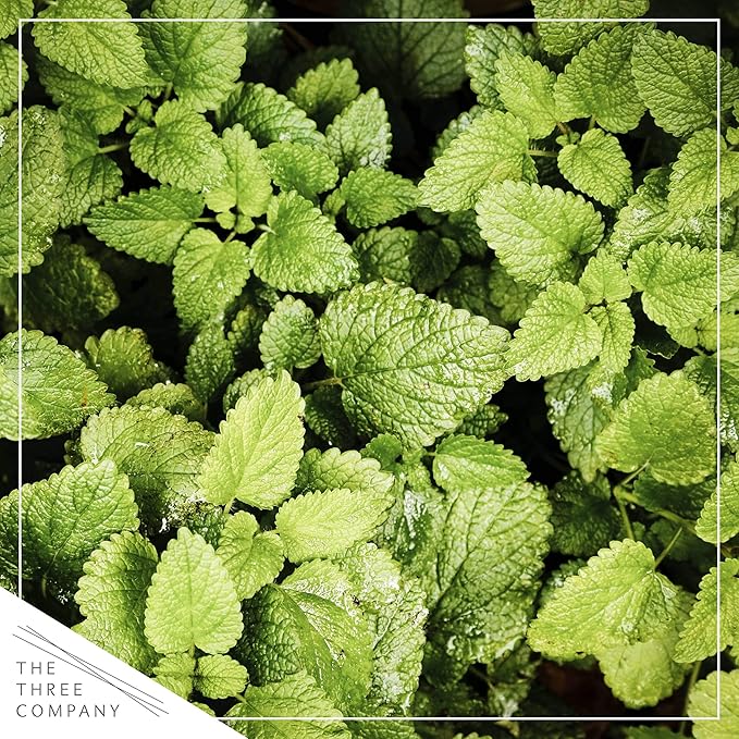Live Aromatic and Edible Herbs - Assorted Varieties (4 Per Pack) - Lemon Verbena, Eucalyptus, Mint, Lavender - 6" Tall by 3" Wide in 1 Pint Pot