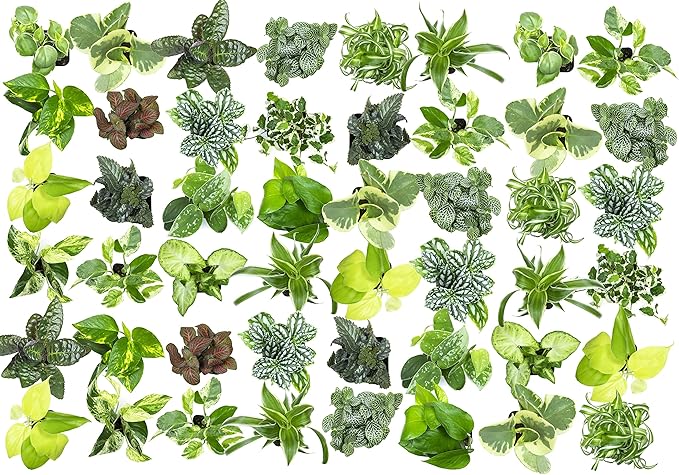 Easy to Grow Houseplants (48 Pack) Live House Plants in Plant Containers, Growers & Altman Plants, Live Succulents Plants (50 Pack), Nursery Pots Variety Pack, Bulk Succulents Plants Live Plants