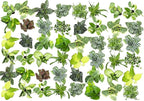 Easy to Grow Houseplants (48 Pack) Live House Plants in Plant Containers, Growers & Altman Plants, Live Succulents Plants (50 Pack), Nursery Pots Variety Pack, Bulk Succulents Plants Live Plants