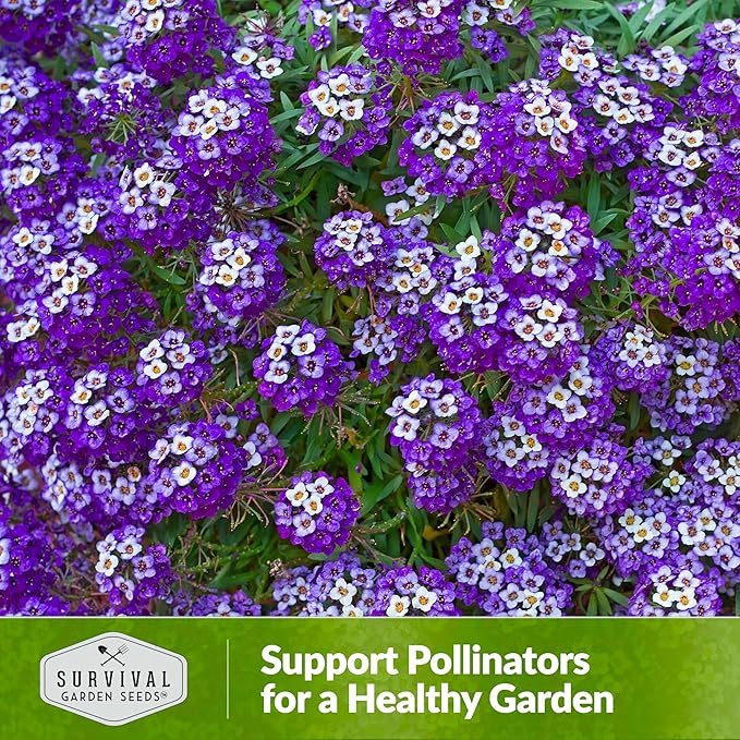 Alyssum Seeds for Planting - Sweet Royal Carpet Purple Variety - Fragrant Perennial Flower & Ground Cover - Heirloom Non-GMO - Survival Garden Seeds (5 Packs)