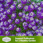 Alyssum Seeds for Planting - Sweet Royal Carpet Purple Variety - Fragrant Perennial Flower & Ground Cover - Heirloom Non-GMO - Survival Garden Seeds (5 Packs)