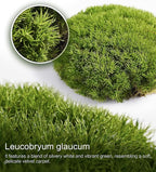 Fresh Real Live Moss Variety Pack for Orchids & Mini Landscapes DIY Terrariums, Bonsai, Reptile Habitats & Potted Plants | Revives Quickly with Mist, Soft Green Texture (Whole 8"x8" Leucobryum Moss)