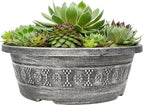 Live Sempervivum Hens and Chicks Succulent Bowl with Mini Plants, Decorative Ceramic Planter by Plants for Pets