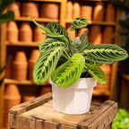Maranta 'Lemon Lime' Live Plant for Indoor | Different Houseplants in 4'' & 6'' Pot | Real House Plant for Living Room, Office, Desk & Bathroom | Prayer Plant
