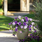 Ammyoo Artificial Fake Flowers Plants for Outdoor Decoration, 2PCS Faux Petunias Silk Flower UV Resistant No Fade for Home Outside Garden Balcony Yard Porch Realistic Indoor Decor (Purple White)