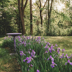 Backyard Expressions Outdoor Garden Bird Bath - Lilac Purple - Weather Resistant Polyresin - 27 Inch